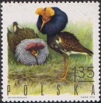 Stamps : Europe : Poland :  AVES DE CAZA. PALOMA BUCHONA GORGUERA