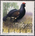 Stamps Poland -  AVES DE CAZA. NEGRO GROUSE