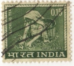 Stamps : Asia : India :  PLUCKING TEA