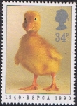 Stamps United Kingdom -  150 ANIV. DE LA SOCIEDAD PARA LA PREVENCIÓN DE LA CRUELDAD EN LOS ANIMALES. PATITO