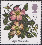 Stamps United Kingdom -  ROSAS. MUTABILIS