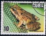 Sellos de America - Cuba -  Scott  4160  Rana btemporaria