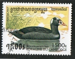 Stamps : Asia : Cambodia :  AVES.   MELANITTA PERSPILLATA