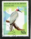 Stamps Benin -  AVES.  PICATHARTES  OREAS