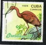Stamps Cuba -  AVES.  EUDOCIMUS  RUBER