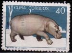 Stamps : America : Cuba :  Zoológico de la Habana. Hipopótamo	