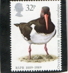 Stamps United Kingdom -  1365- AVES.  SOCIEDAD PROTECTORA ANIMALES.  PAJAROS.
