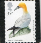 Stamps : Europe : United_Kingdom :  1366- AVES.  SOCIEDAD PROTECTORA ANIMALES. PAJAROS. 