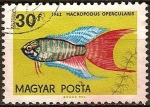 Stamps : Europe : Hungary :  Peces tropicales-Macropodus Opercularis