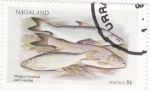 Sellos de Asia - Nagaland -  peces