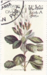 Stamps Asia - Oman -  flores