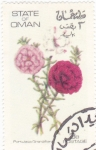 Stamps Asia - Oman -  flores