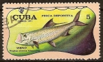 Stamps : America : Cuba :  Pesca deportiva (Sabalo).