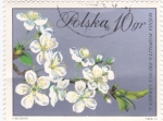 Sellos de Europa - Polonia -  flores