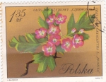 Stamps : Europe : Poland :  flores
