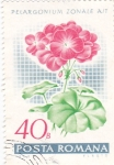 Stamps Romania -  flores