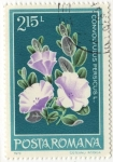 Stamps Romania -  CONVOLVULUS PERSICUS L.