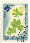 Stamps : Europe : Romania :  Ranunculus Carpaticus Herbich