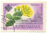Stamps : Europe : Romania :  Opuntia Vulgaris Mill.