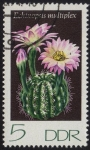 Stamps : Europe : Germany :  Echinopsis multiplex