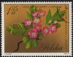 Stamps : Europe : Poland :  Glód Dwuszyjkowy, "Czerwony" Crataegus Oxyacanta L. "Punicea"