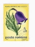 Stamps Romania -  Pulsatilla Pratensis