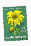 Stamps Romania -  Adonis Vernalis