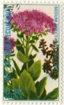Stamps Equatorial Guinea -  SEDUM SPECTABILE BRILLANT