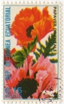 Stamps : Africa : Equatorial_Guinea :  PAPAVER ORIENTALE