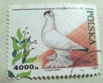Stamps Poland -  Krymka bialostocka