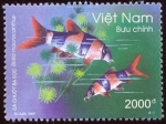 Stamps : Asia : Vietnam :  Locha payaso / Botia macracanthus