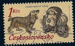 Stamps : Europe : Czechoslovakia :  perros de raza - Cocker spaniel