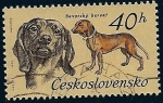 Sellos de Europa - Checoslovaquia -  perros de raza - Bavorsky farbiar