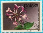 Stamps : Europe : Poland :  Madreselva de los bosques - Parra silvestre - Lonicera Periclymenum