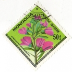 Stamps Mongolia -  HALIMODENDRON HALODENDRON