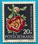 Stamps Romania -  Paeonia Romanica - Peonia