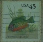Sellos de America - Estados Unidos -  Pumpkinseed sunfish