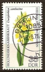 Sellos de Europa - Alemania -  Orquídeas nativas.-Flor de saúco de orquídeas(DDR)