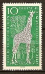 Stamps Germany -  10a Aniv del  zoo de Berlín. Jirafa (DDR).