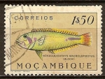 Stamps : Africa : Mozambique :  Pez"Novaculichthys Macrolepidotus"