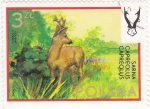 Stamps : Europe : Poland :  ciervo