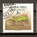 Stamps Hungary -  LACERTA   VIRIDIS