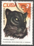 Stamps : America : Cuba :  Felinos del Zoologico de la Habana