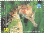 Stamps Portugal -  100 años acuario Vasco de Gama-caballo de mar