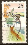 Stamps Germany -  Caza de zorro rojo y el ánade real-DDR