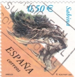 Stamps Spain -  arboles-sabina