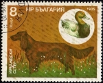 Stamps Bulgaria -  Perros de Caza