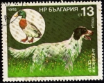 Stamps Bulgaria -  Perros de Caza