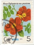 Stamps Cuba -  Rosa Eglanteria var. Punicea