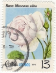 Stamps Cuba -  Rosa Muscosa Alba